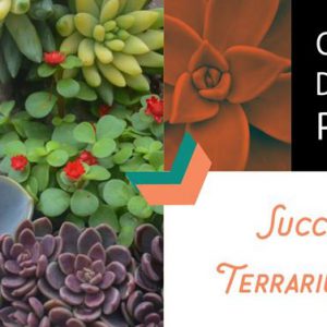 Succulent Terrarium Class